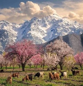 Hunza میں مکمل گھر - وادی کا حسین نظارہ